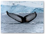 Balena nel fiordo di Sermilik