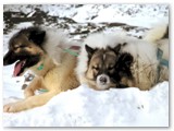 Cani groenlandesi nella neve